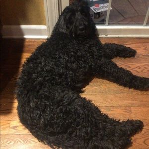 Meet your Posher, Patrick